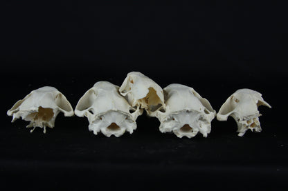Craft Beaver Skull - Top Half