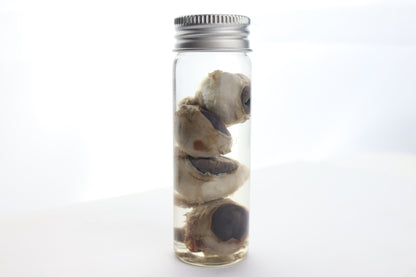 Coyote Eyes Wet Specimen - Set of 4