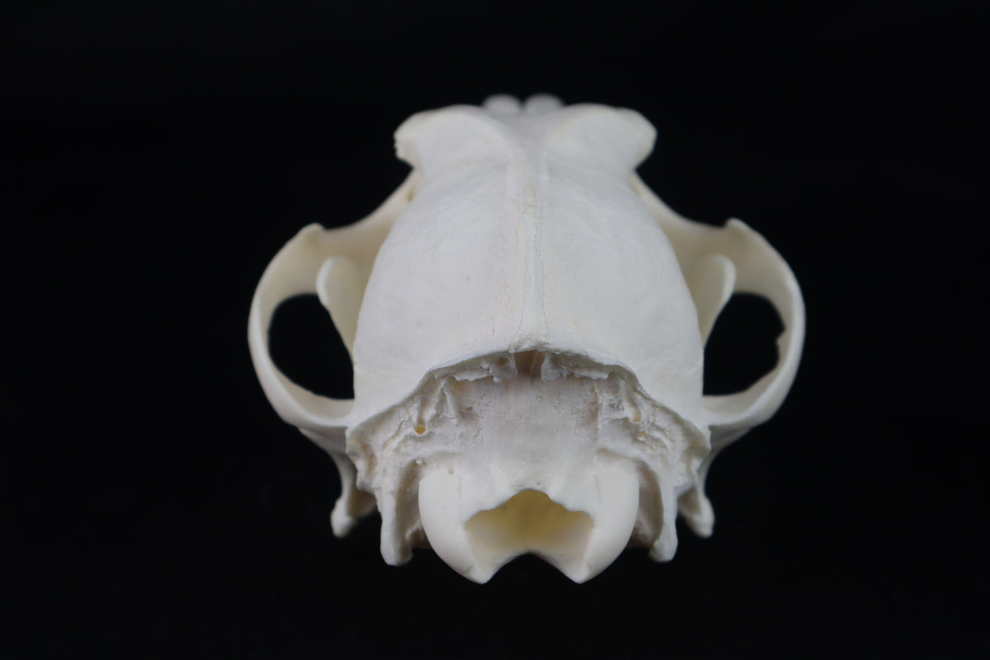 Coyote Skull