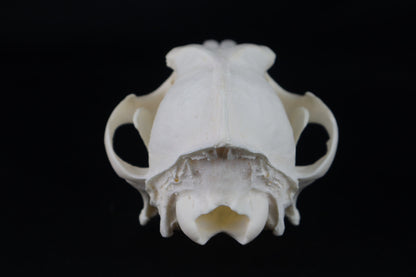 Coyote Skull