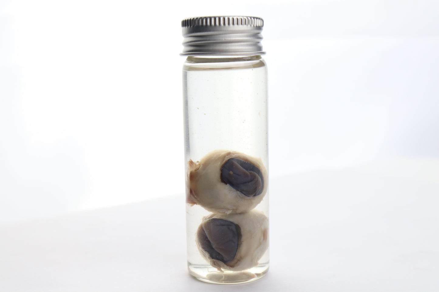 Coyote Eyes Wet Specimen
