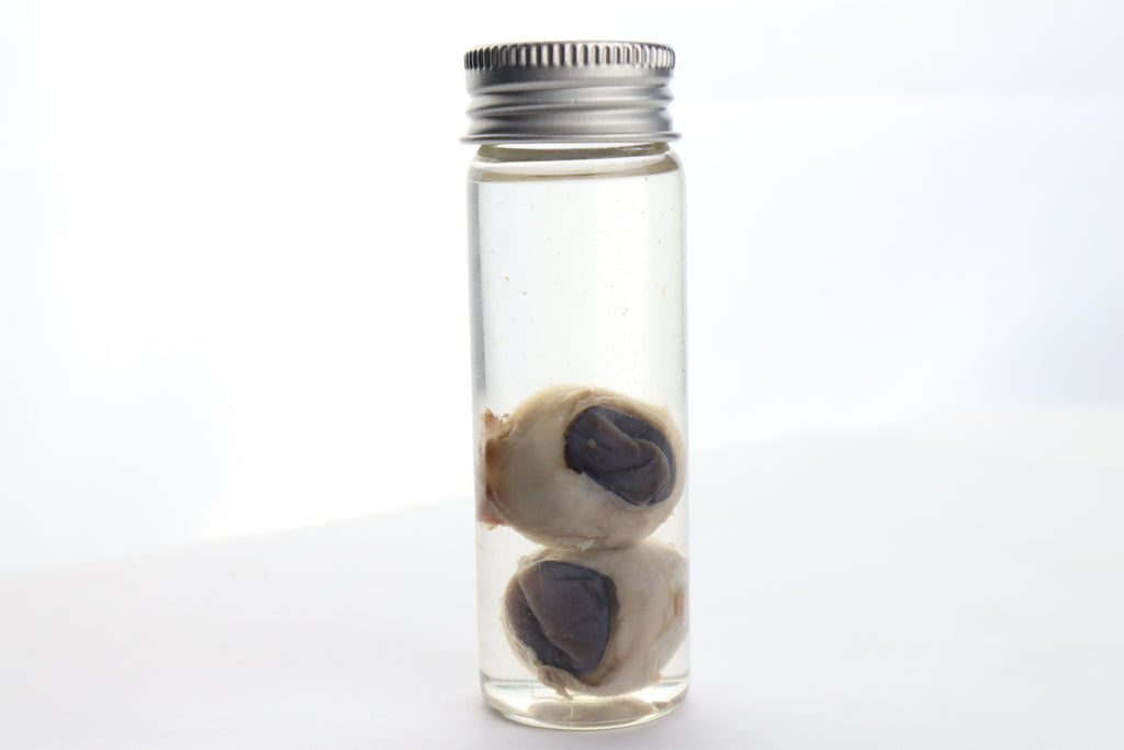 Coyote Eyes Wet Specimen