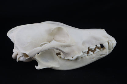 Coyote Skull