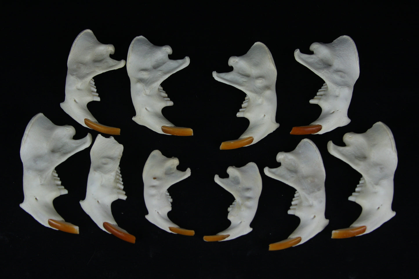 Craft Beaver Mandible