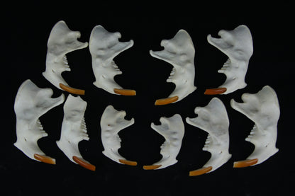 Craft Beaver Mandible