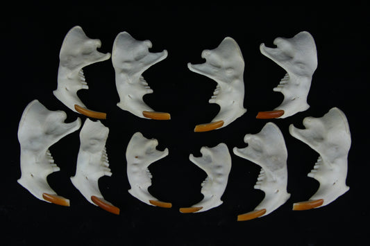 Craft Beaver Mandible