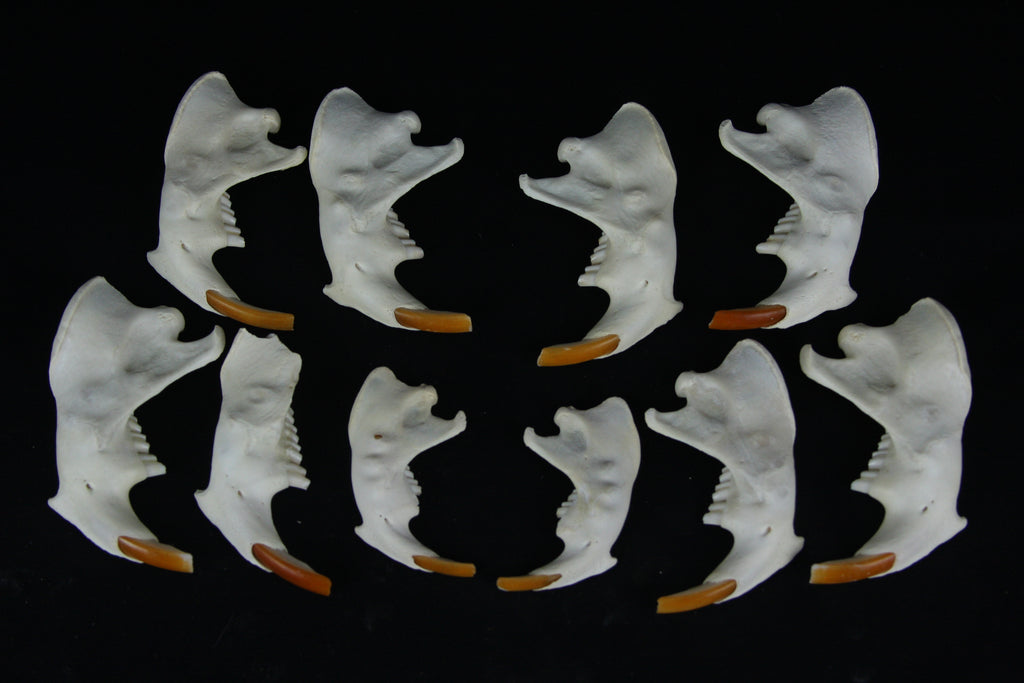 Craft Beaver Mandible