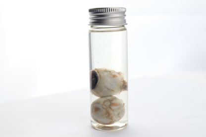 Coyote Eyes Wet Specimen