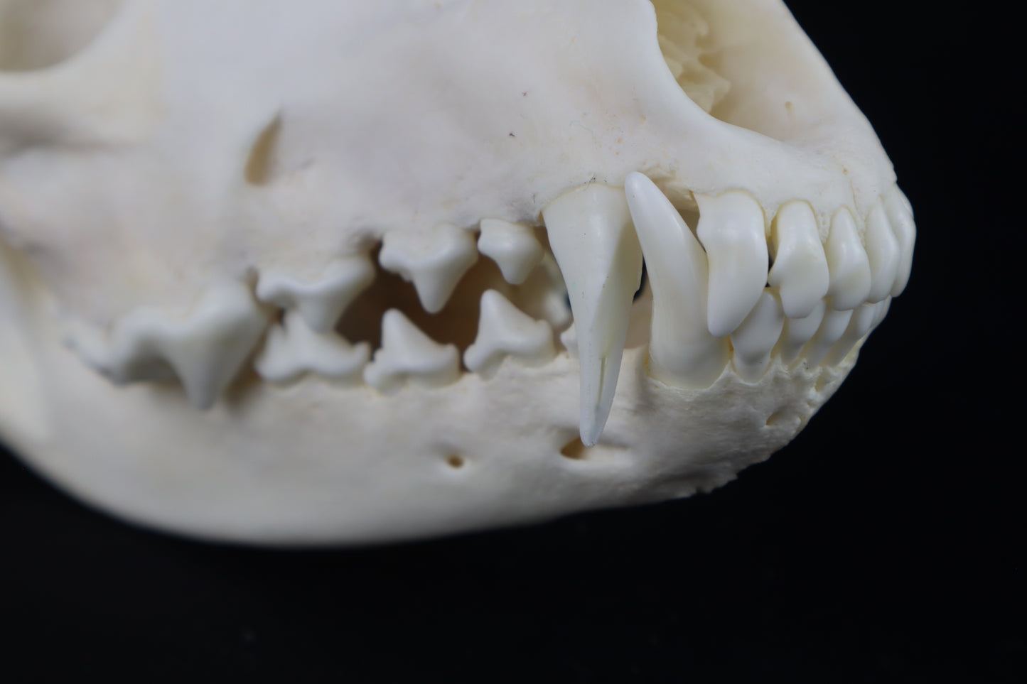 Coyote Skull