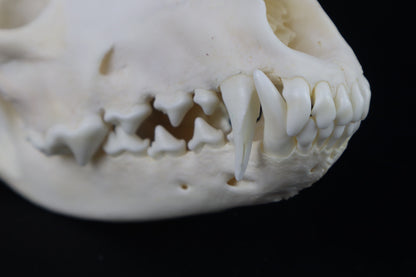 Coyote Skull