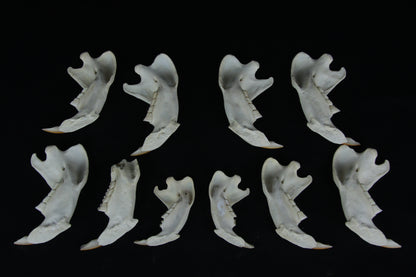 Craft Beaver Mandible