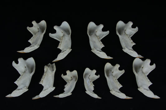 Craft Beaver Mandible