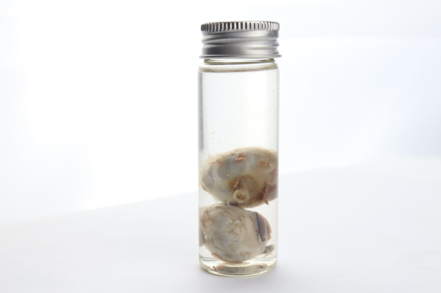 Coyote Eyes Wet Specimen