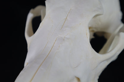 Coyote Skull