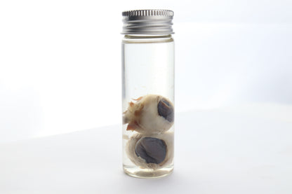 Coyote Eyes Wet Specimen