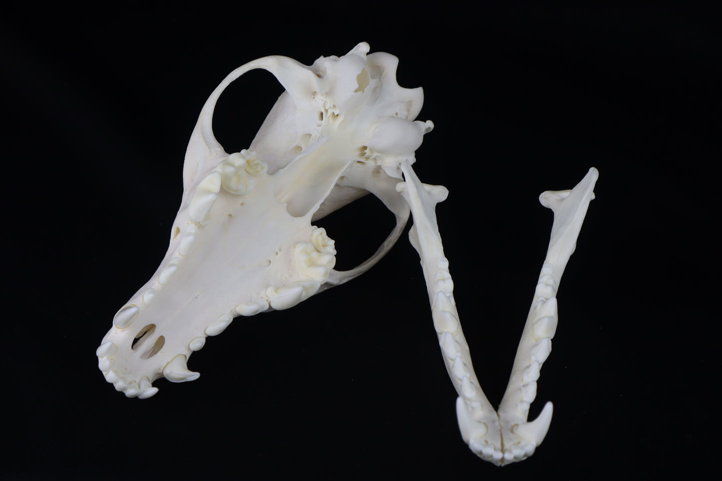 Coyote Skull