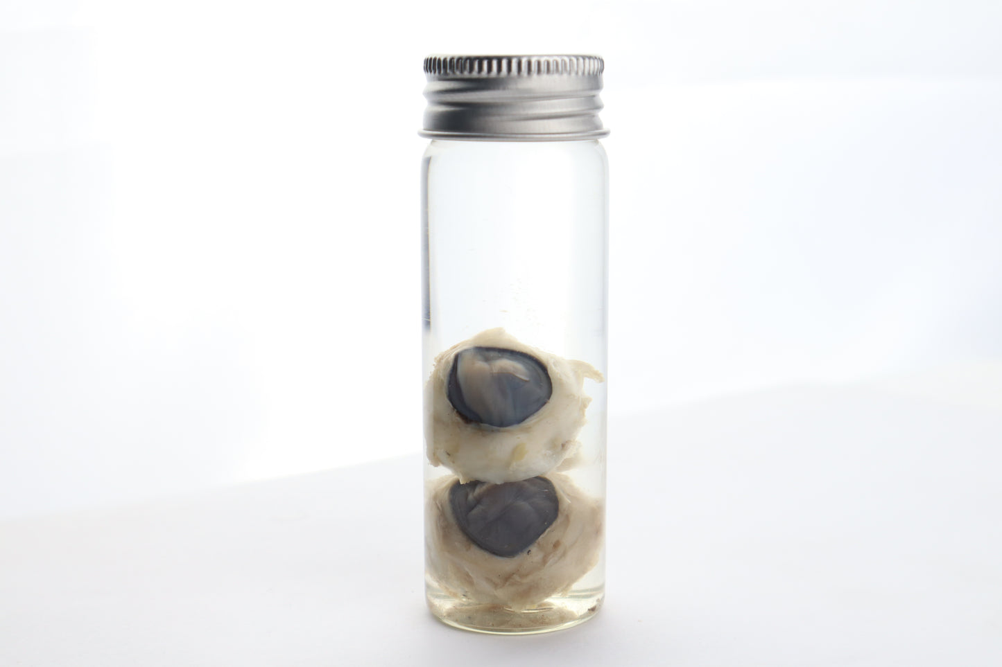 Coyote Eyes Wet Specimen