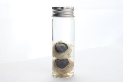 Coyote Eyes Wet Specimen