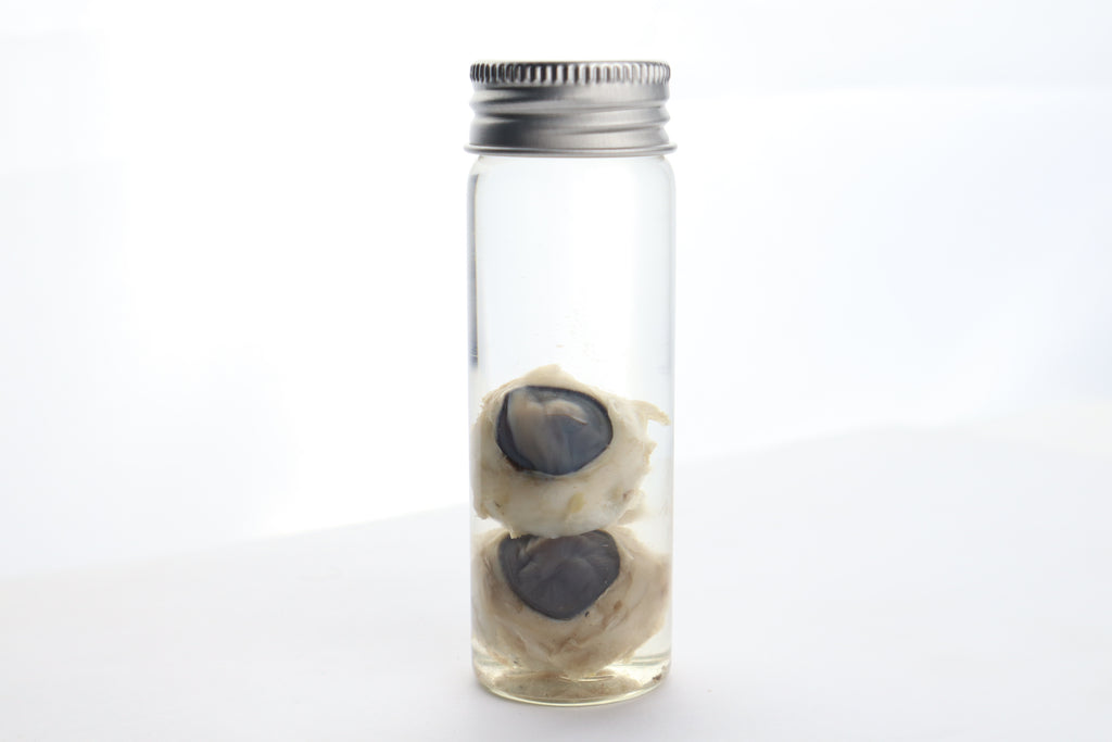 Coyote Eyes Wet Specimen