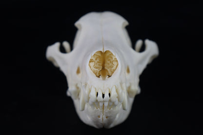 Coyote Skull
