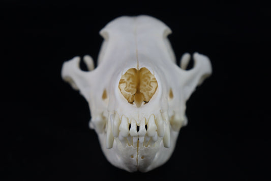 Coyote Skull