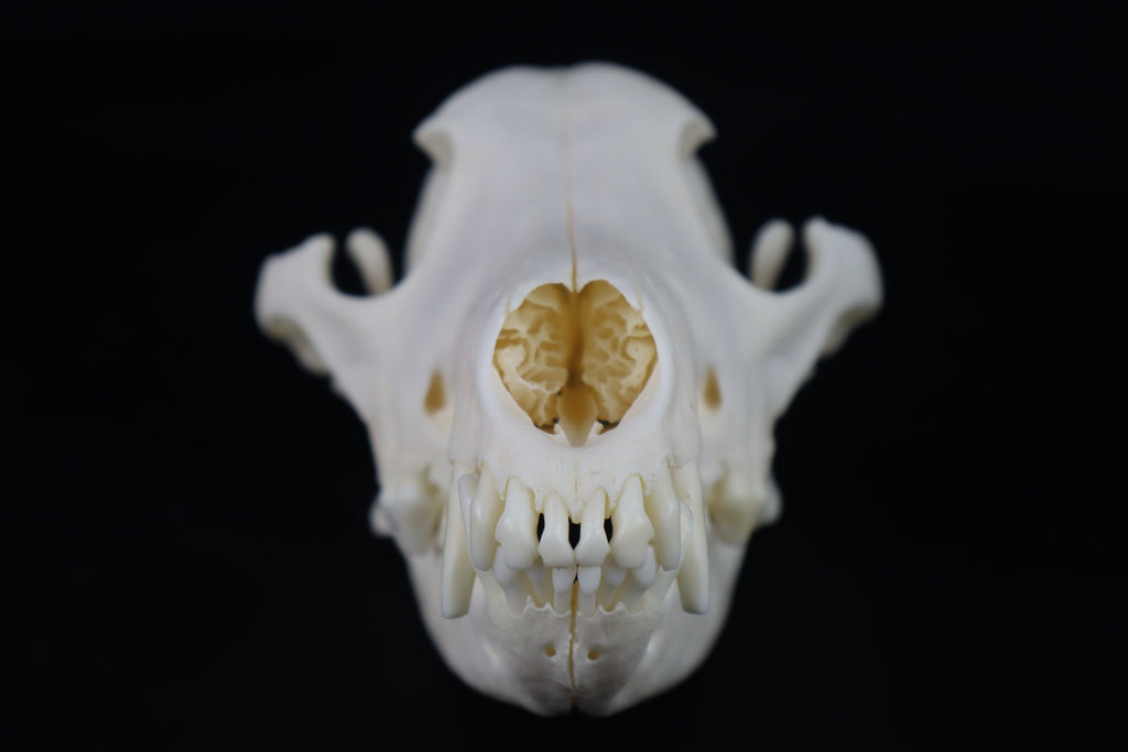 Coyote Skull