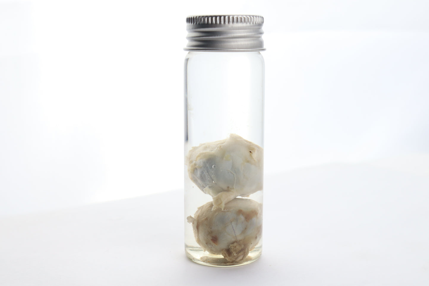 Coyote Eyes Wet Specimen