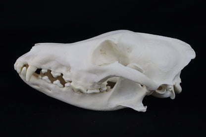 Coyote Skull