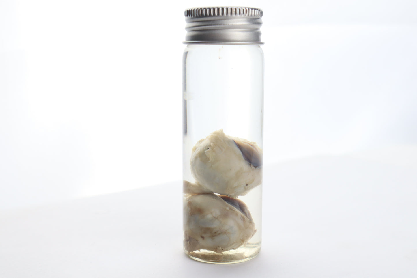 Coyote Eyes Wet Specimen