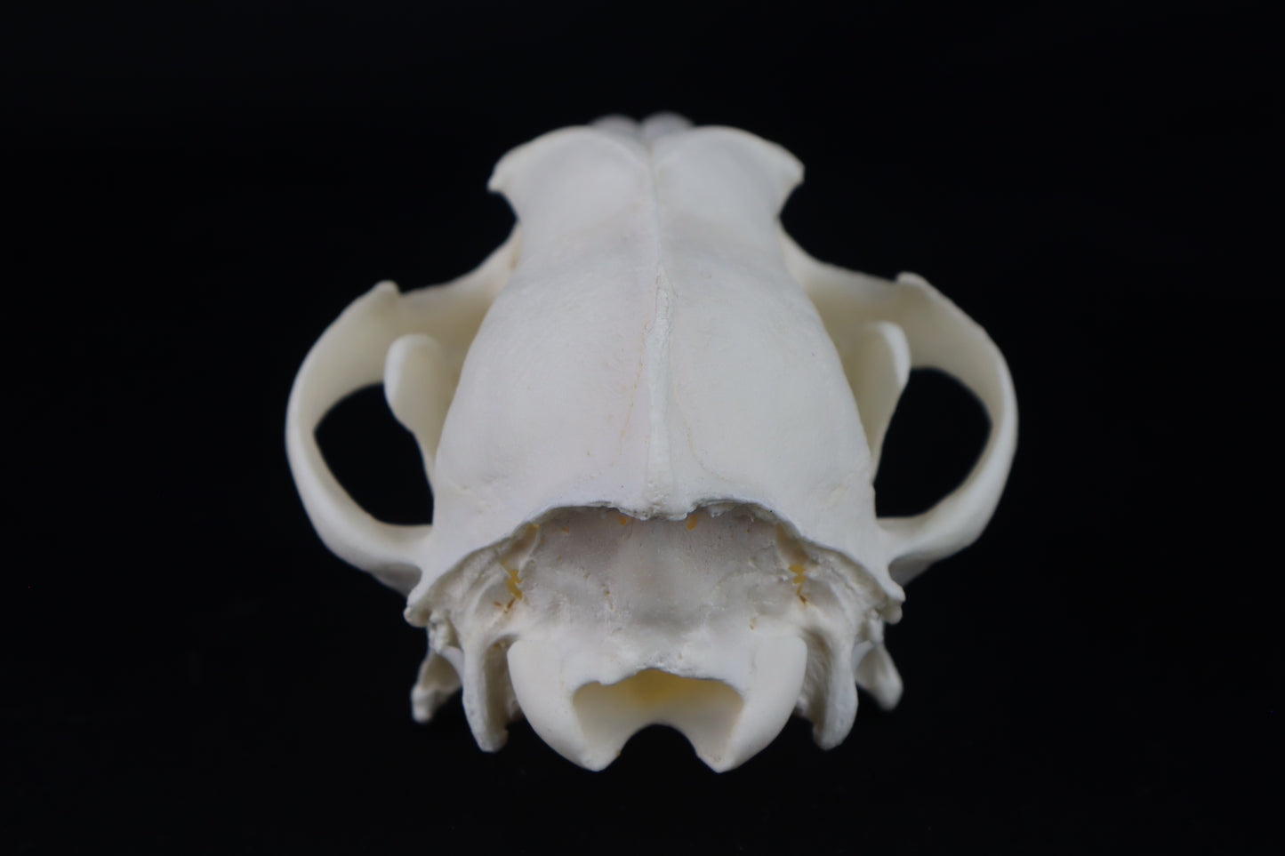 Coyote Skull
