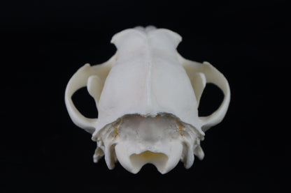 Coyote Skull