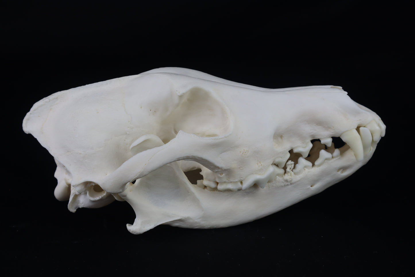 Coyote Skull