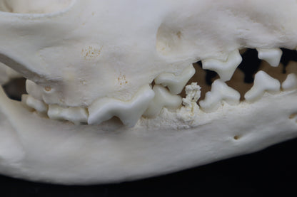 Coyote Skull