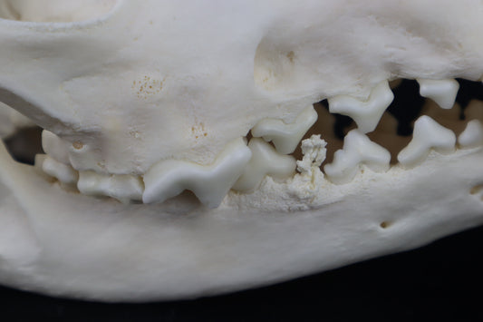 Coyote Skull