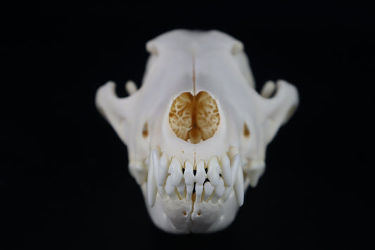 Coyote Skull