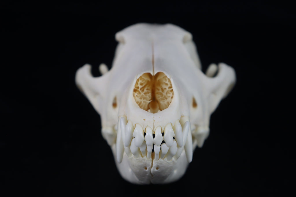 Coyote Skull
