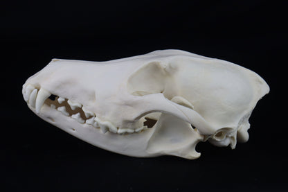 Coyote Skull