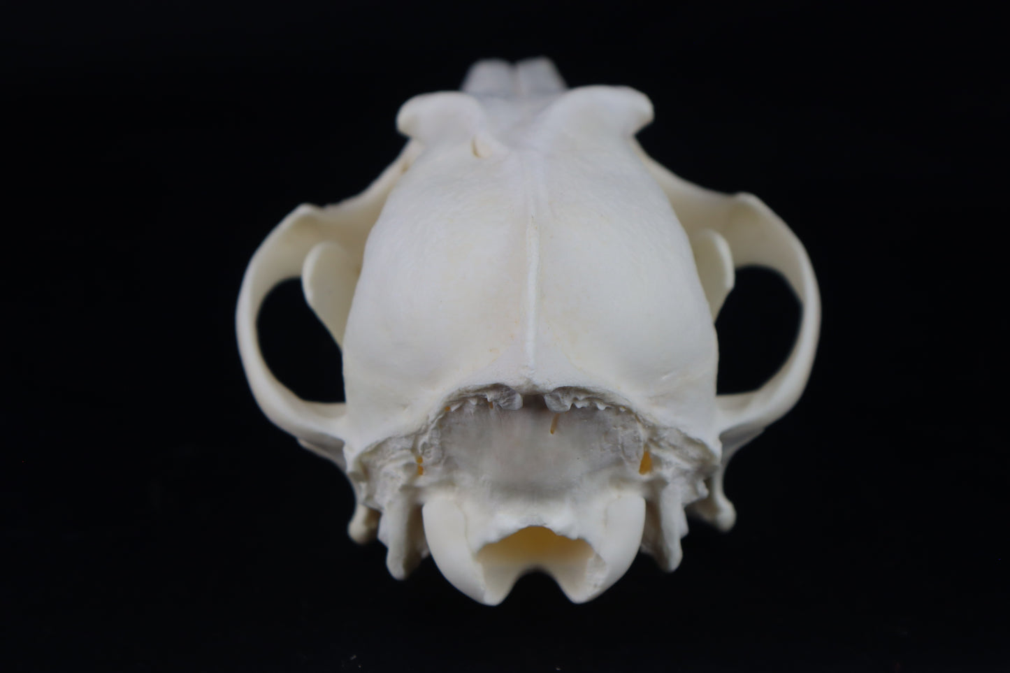 Coyote Skull