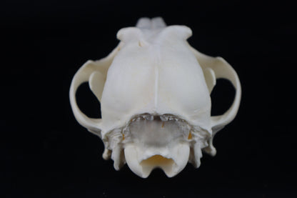 Coyote Skull