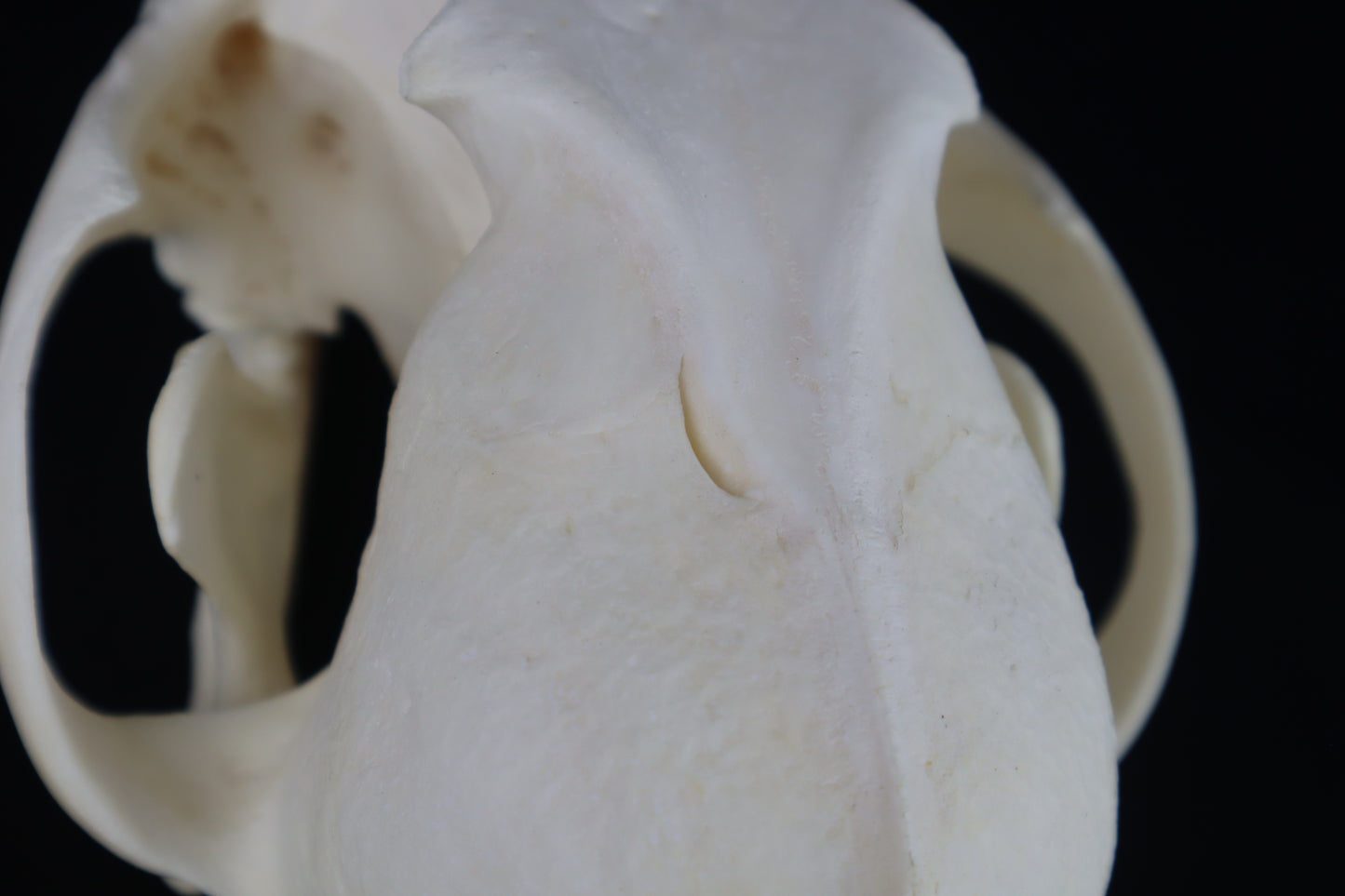 Coyote Skull