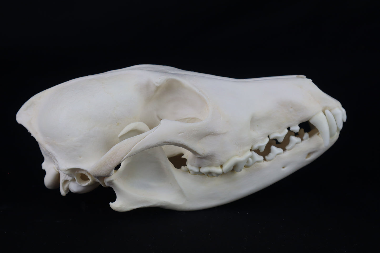 Coyote Skull