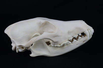 Coyote Skull