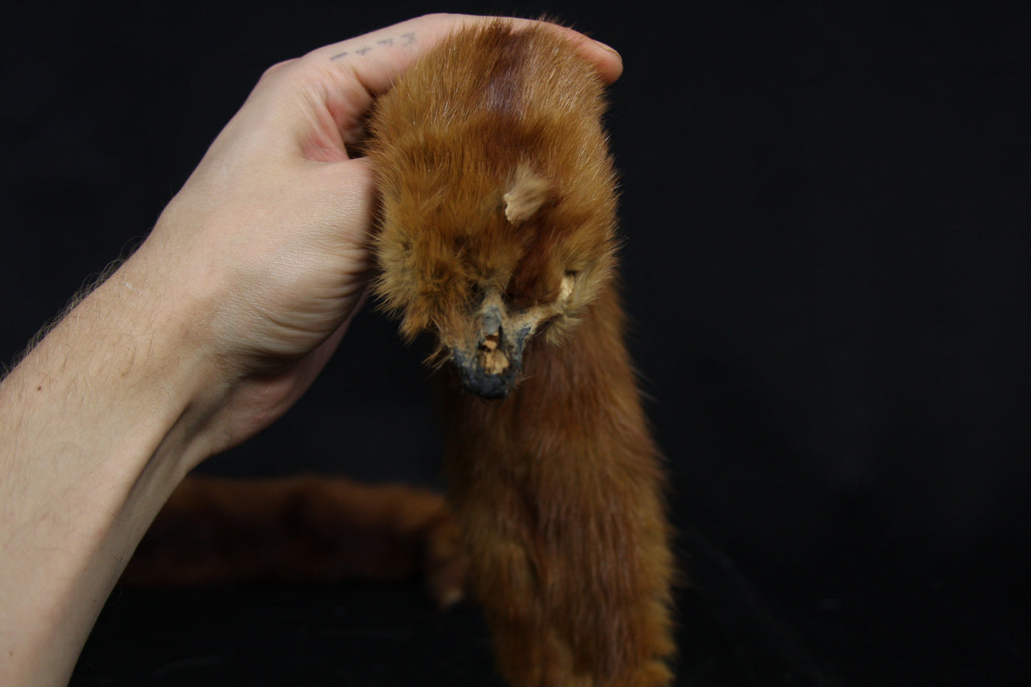 Mink Pelts