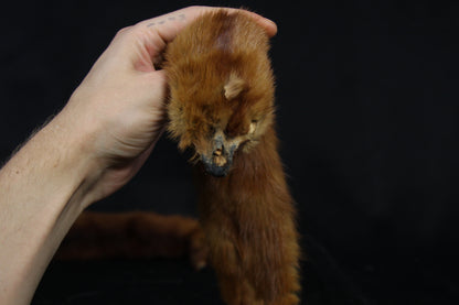 Mink Pelts