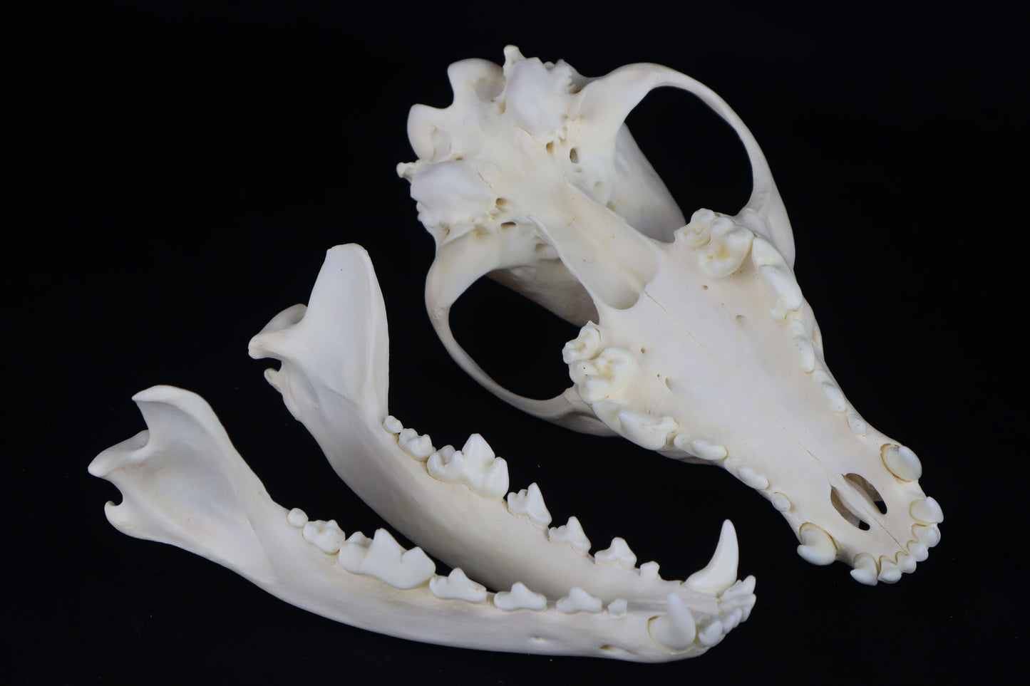 Coyote Skull