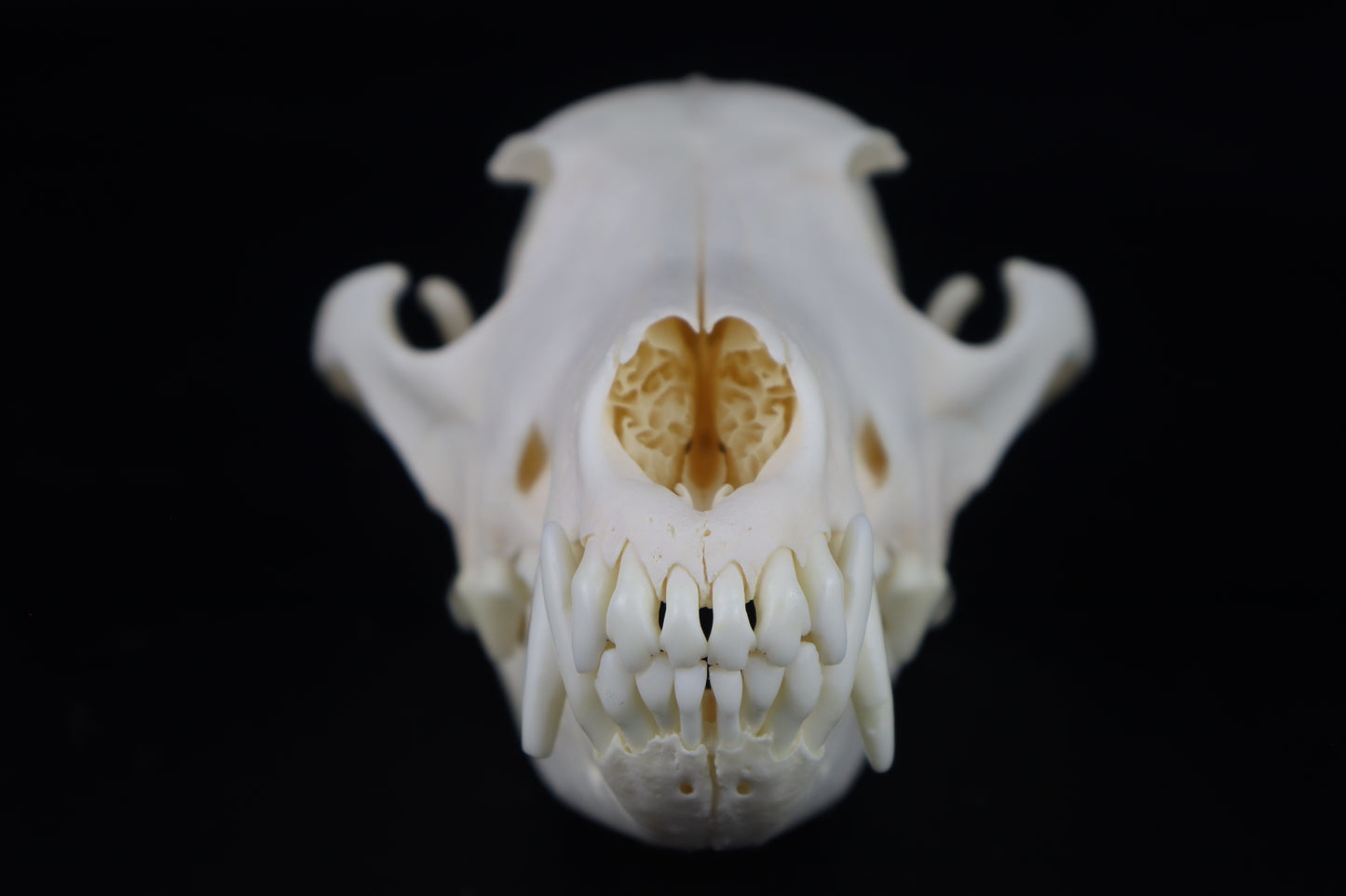 Coyote Skull