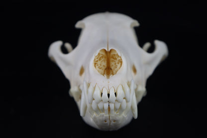Coyote Skull