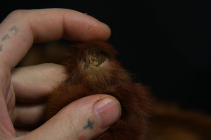 Mink Pelts