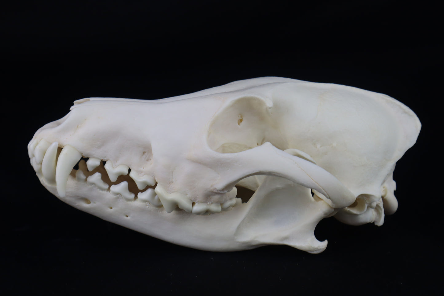 Coyote Skull