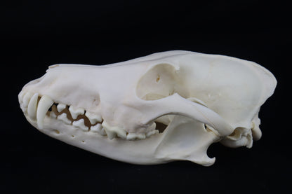 Coyote Skull